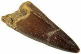 Fossil Spinosaurus Tooth - Real Dinosaur Tooth #319009-1